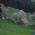 Largo Paola - val di rose ciliegi in fiore